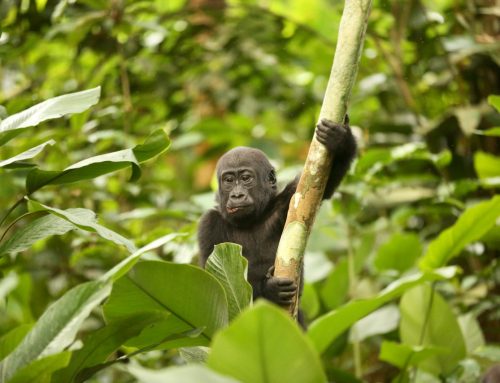 Gorillas and the Congo