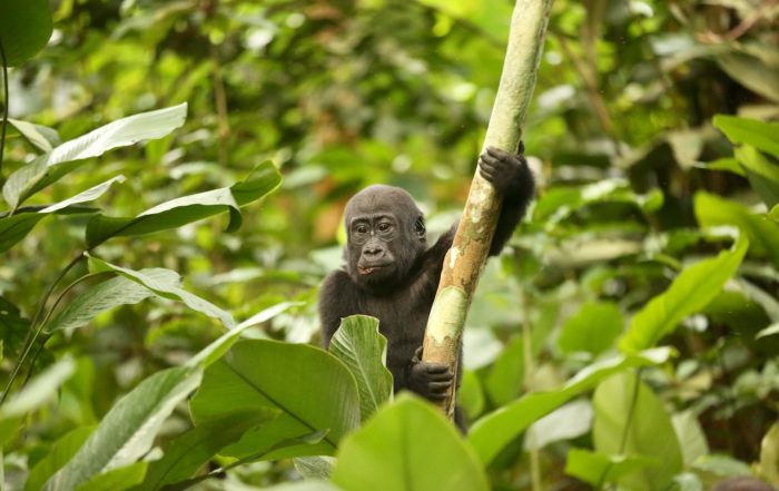 Western lowland gorilla young