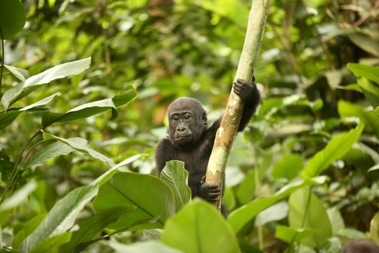 Western lowland gorilla young