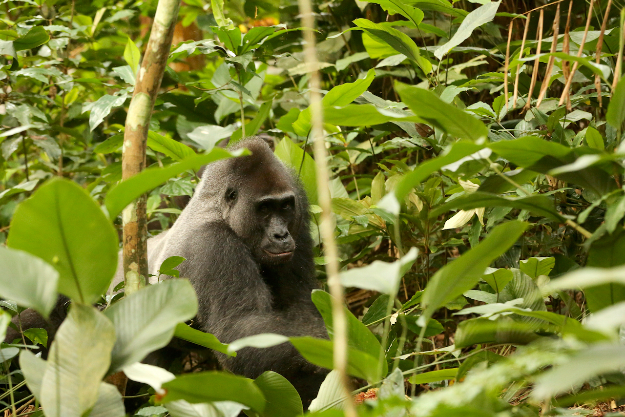 Western lowland gorilla silverback Western lowland gorilla silverback