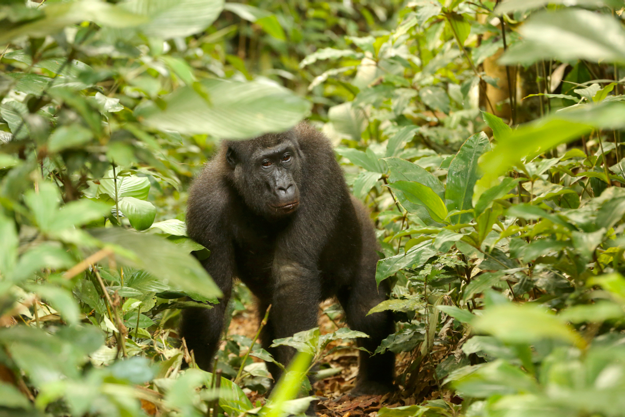 Western lowland gorilla Western lowland gorilla