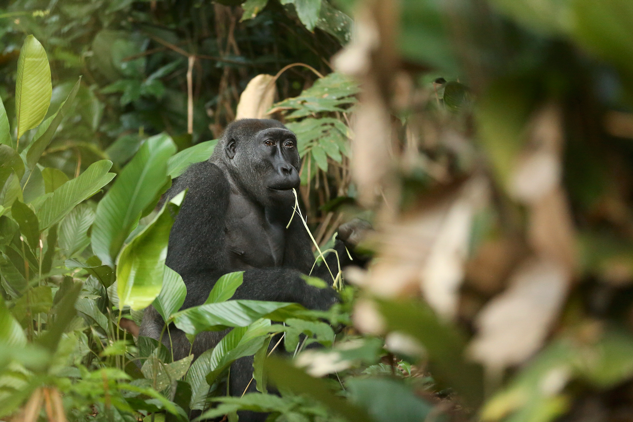 Western lowland gorilla Western lowland gorilla