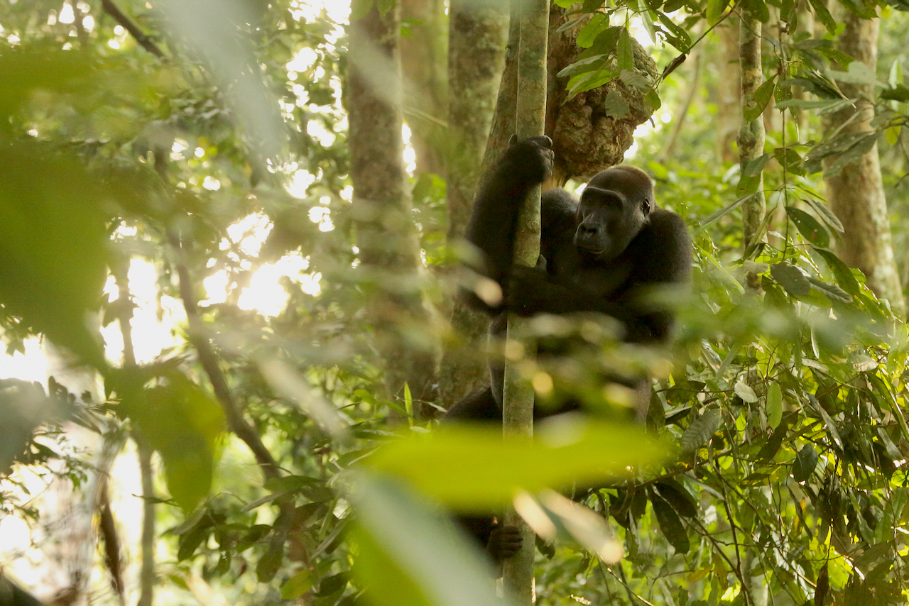 Western lowland gorilla Western lowland gorilla
