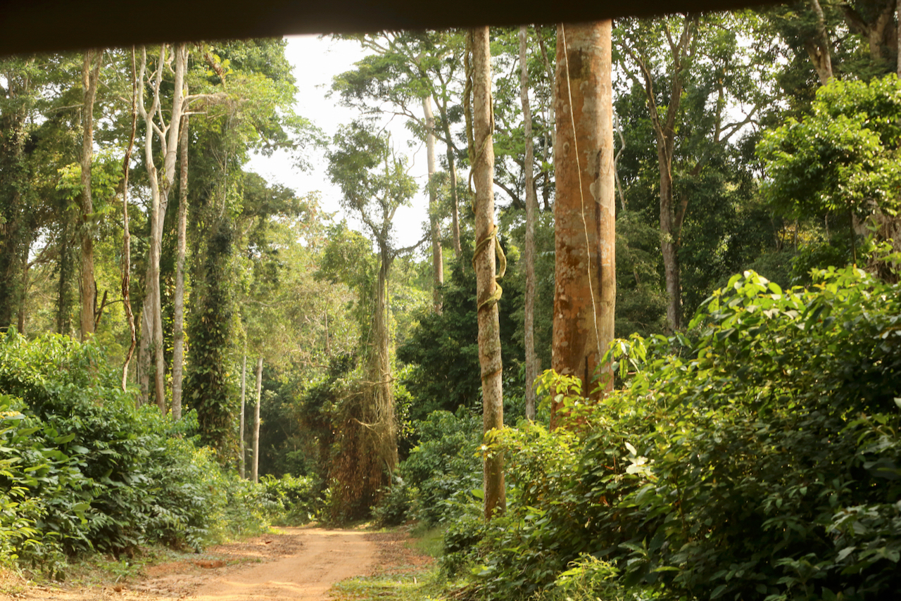 Congo forest road Congo forest road
