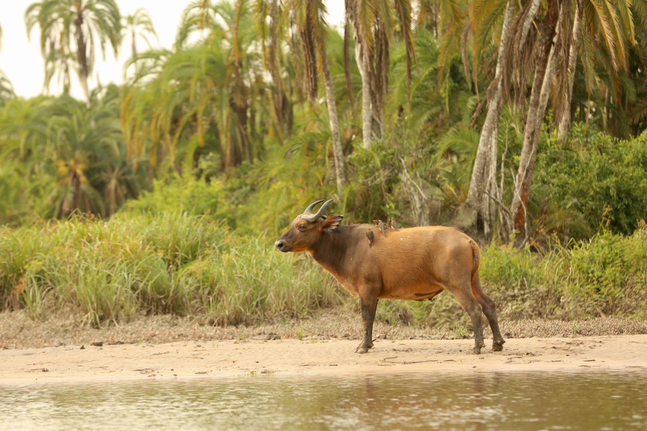forest buffalo forest buffalo