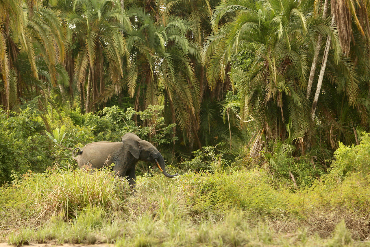 forest elephant forest elephant