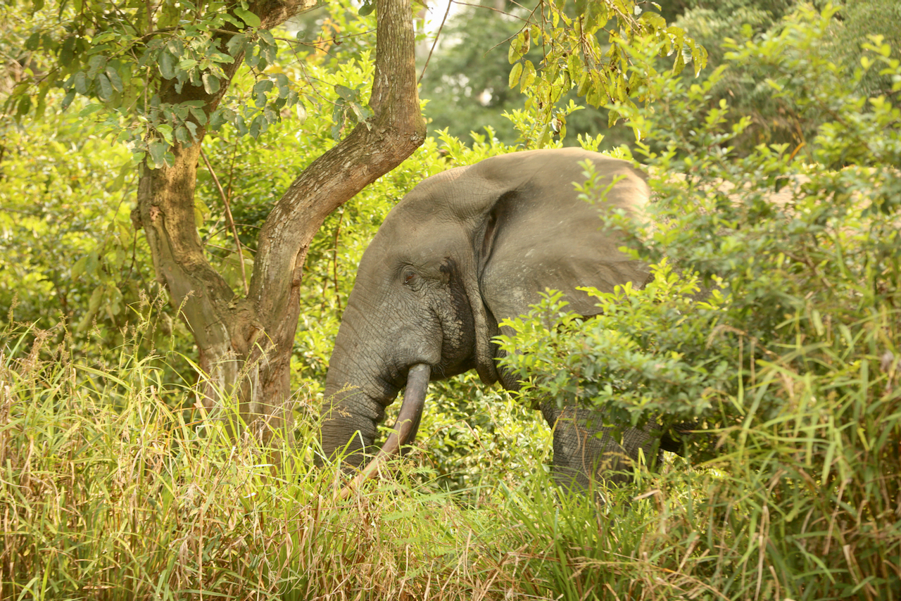 forest elephant bull forest elephant bull