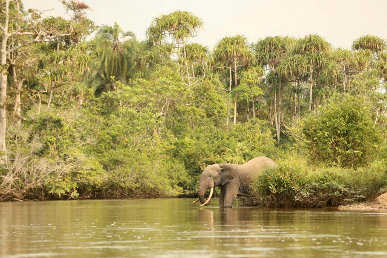 forest elephant bull forest elephant bull
