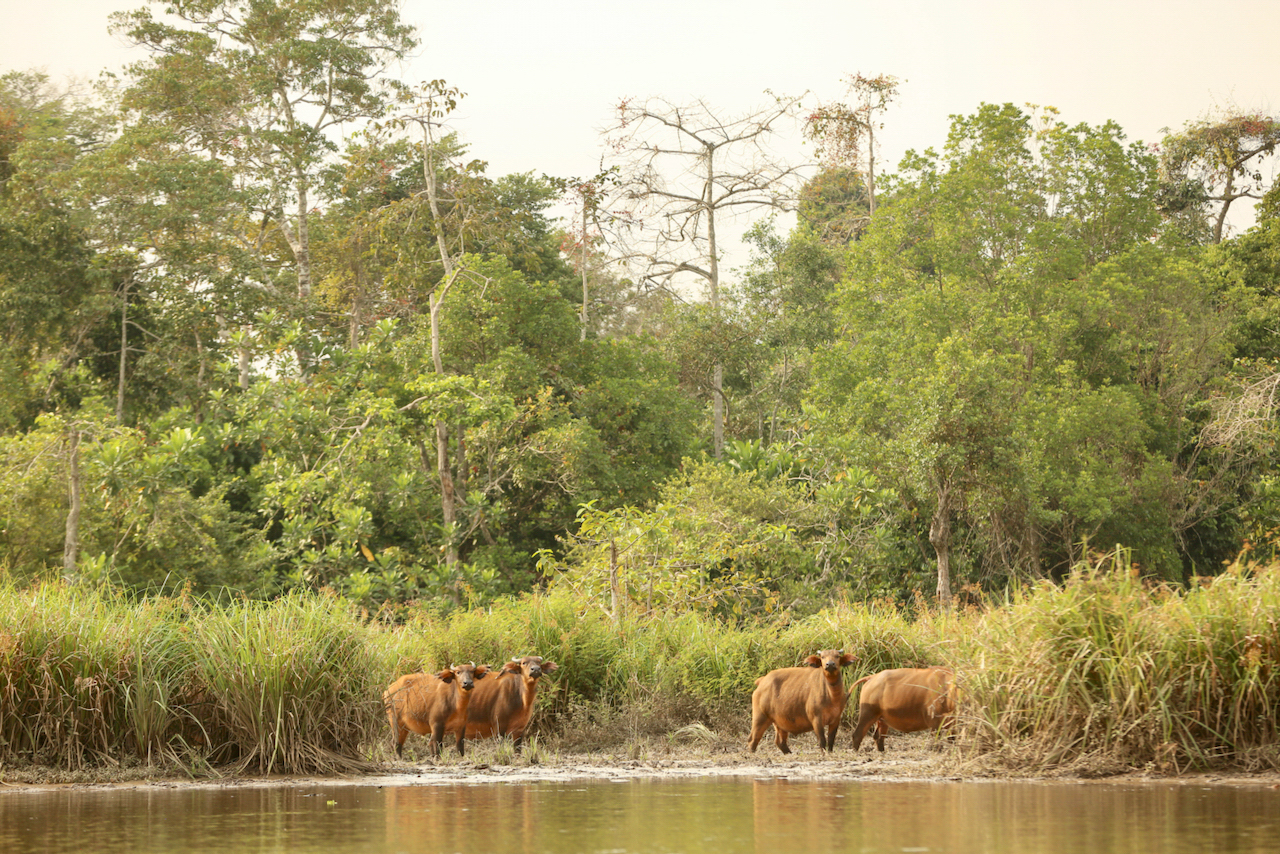 forest buffalo forest buffalo
