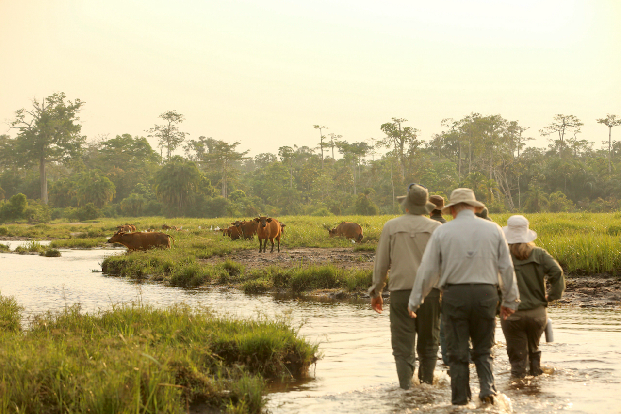 walking in a bai with forest buffalo walking in a bai with forest buffalo