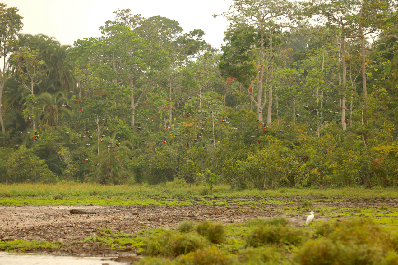 African grey parrots in flight African grey parrots in flight