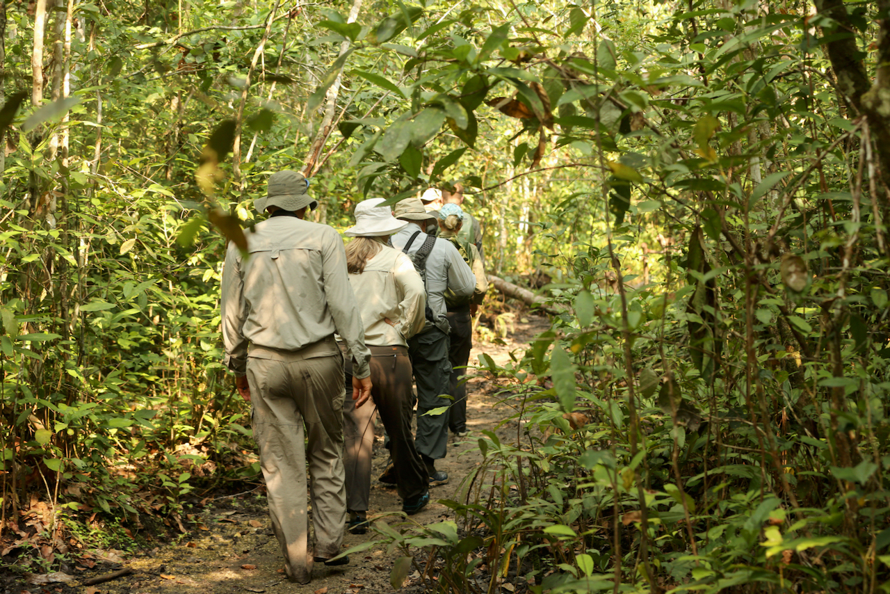 walking in the Congo rainforest walking in the Congo rainforest