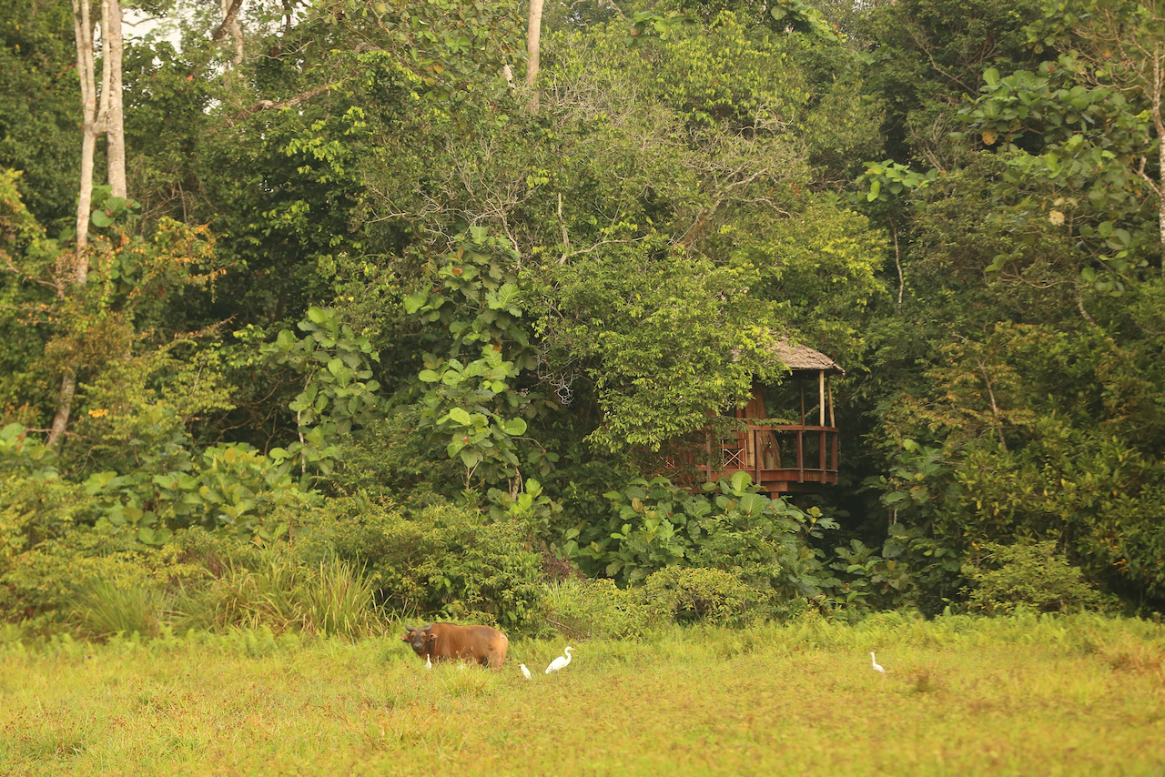 forest buffalo at Lango Lodge forest buffalo at Lango Lodge