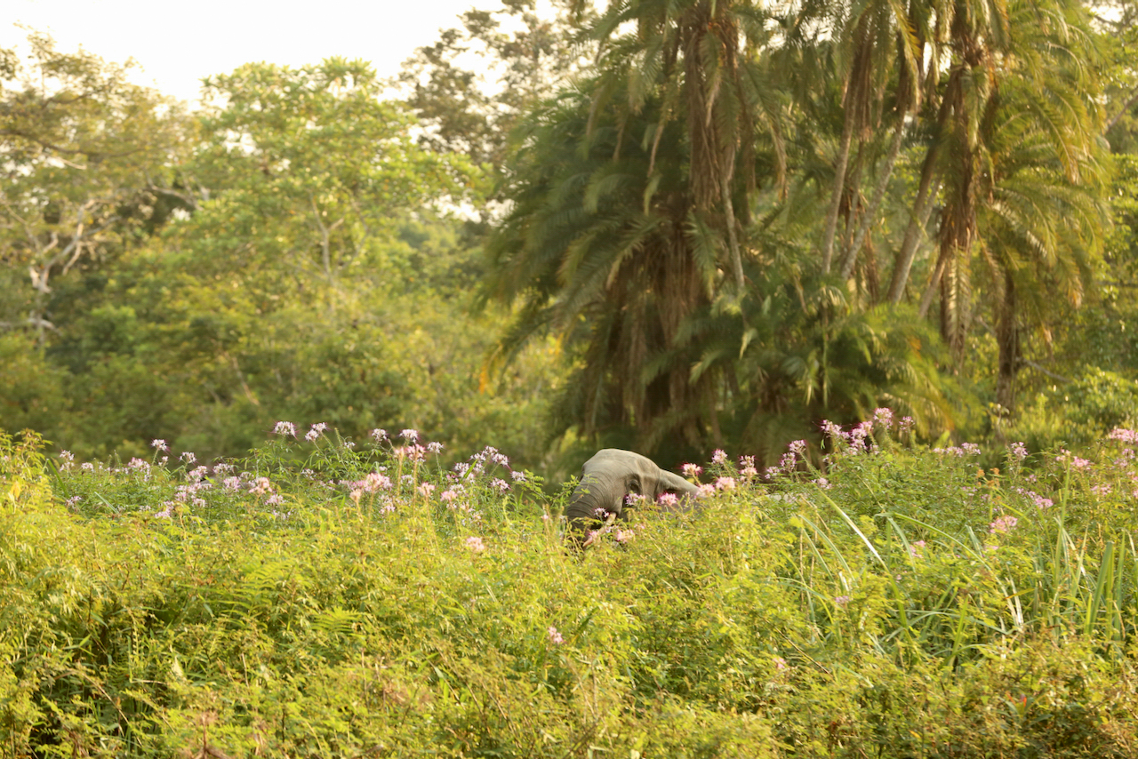 forest elephant forest elephant