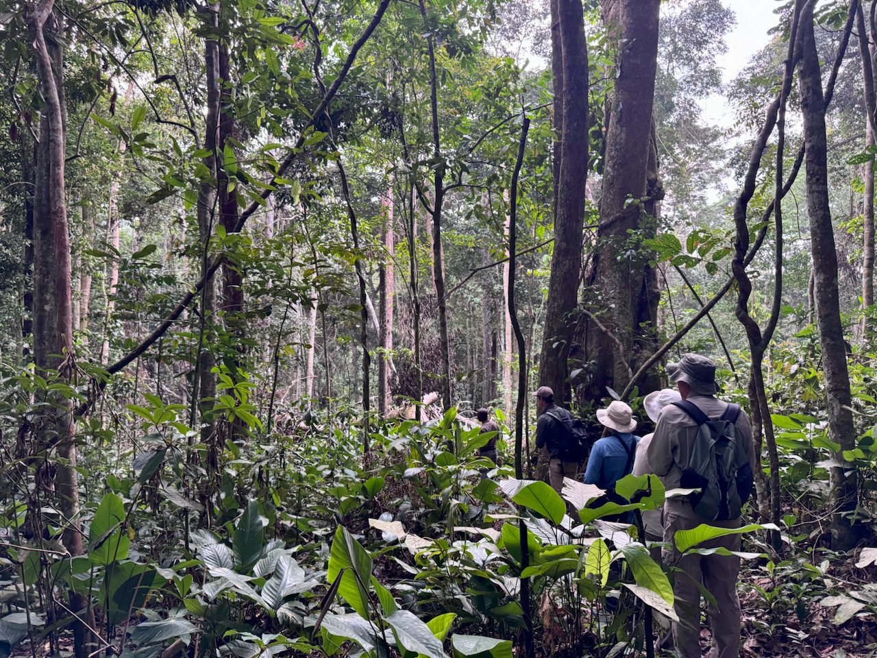 Hiking in the rainforest Hiking in the rainforest