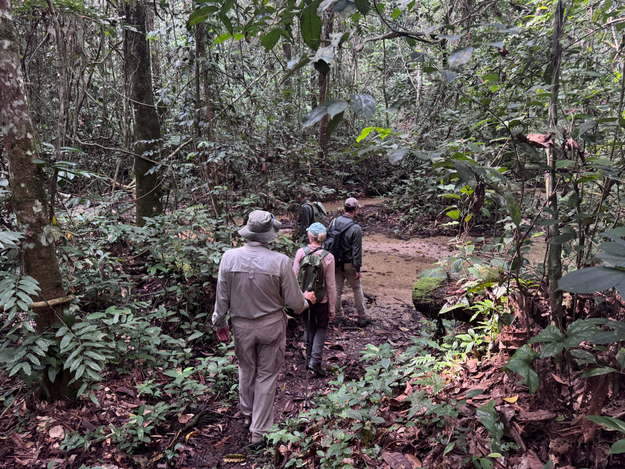 Tracking gorillas Tracking gorillas