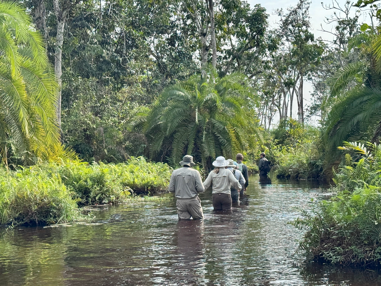 walking in the Congo walking in the Congo