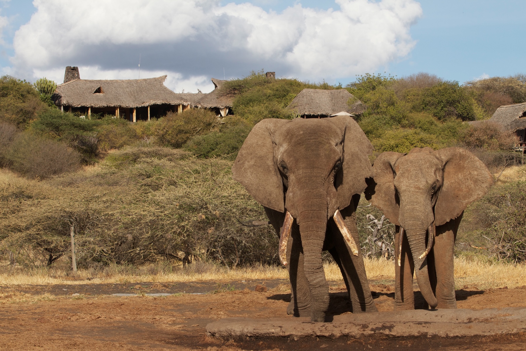 elephants at the waterhole elephants at the waterhole